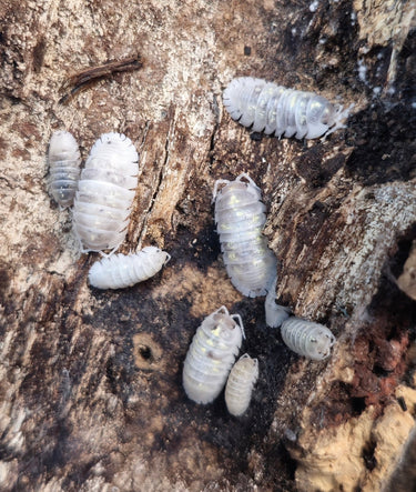 Deperessum Magic Potion Isopods